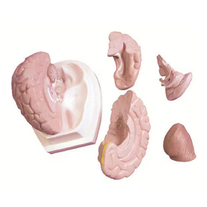 Fabrik versorgung Medizinische Lehre Gehirn funktion (Farbe zur Partition) Anatomisches Modell des menschlichen Gehirns