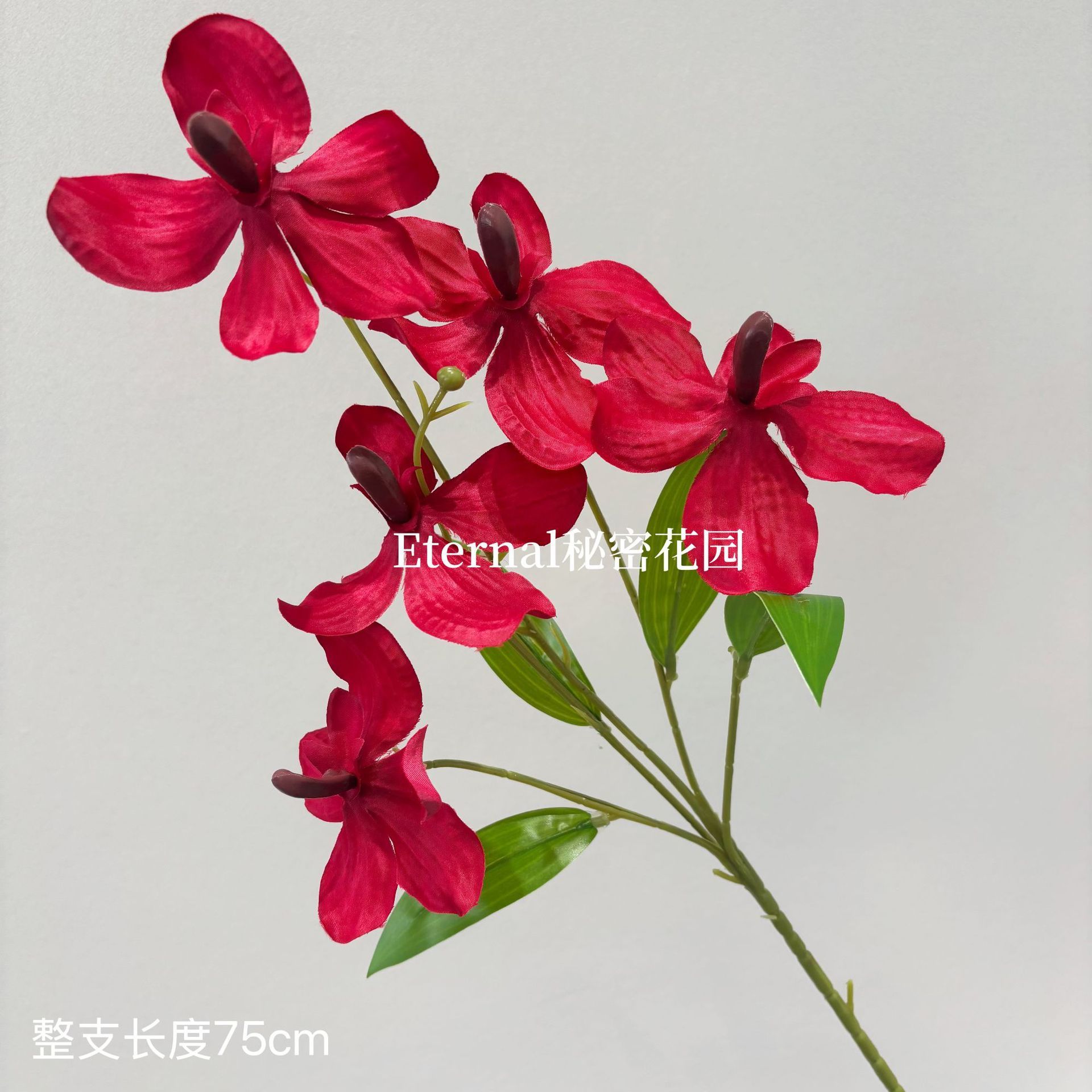 Orchidée