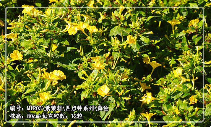 สีเหลือง