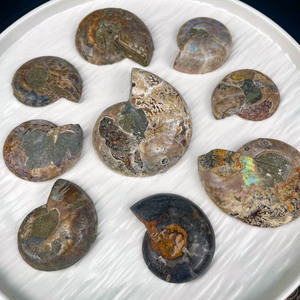 Fósiles de concha de piedra cruda Natural recién llegados, fósiles de amonita de rebanada brillante pulida para decoración del hogar - Product Image 2