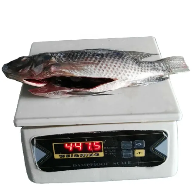 Tilapia — nourriture glacée, poisson moulant et égaré, exportation de nourriture de mer naturelle