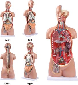 <strong>Human</strong> Body Model Anatomy Doll 17 Removable Parts Life Size Sexless Anatomical Torso Model - Product Image 1