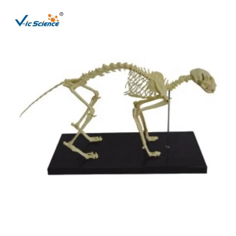 Feline Skeleton Model plastic animal skull anatomical models