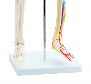 CBM-001E 85cm के साथ मानव कंकाल नसों और रक्त वाहिकाओं, कृत्रिम संरचनात्मक चिकित्सा कंकाल - Product Image 6