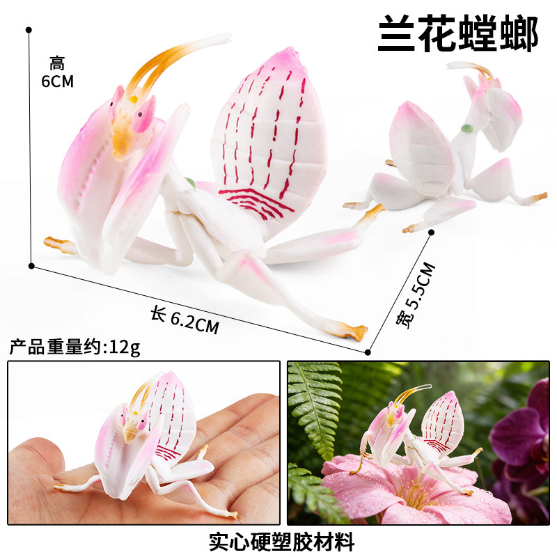 Mante orchidée colorée M-2962