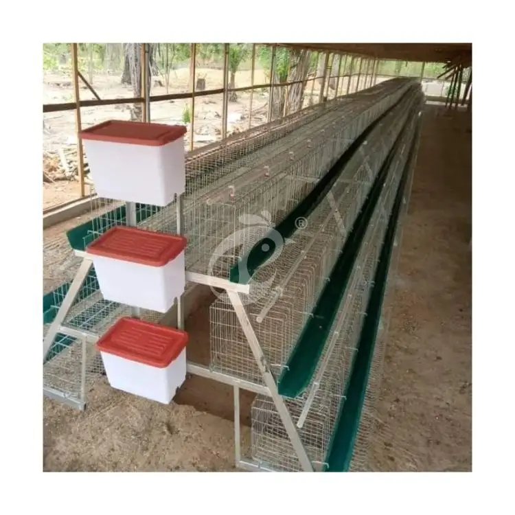 Cage à pondeuses 1000 Poulets Volaille Ferme Cage à pondeuses Prix bon marché Cage à poules pondeuses pour Sri Lanka