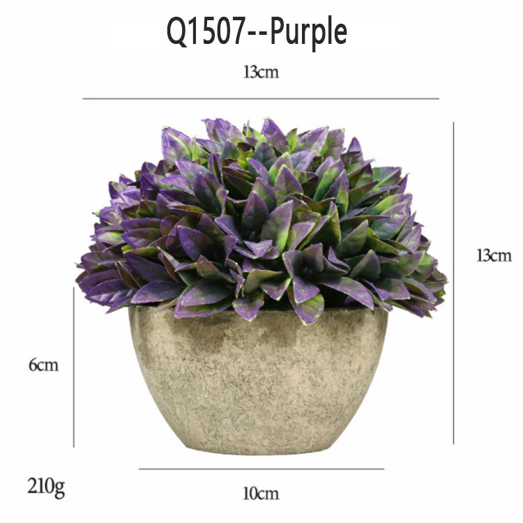 Q1507 -- Pourpre
