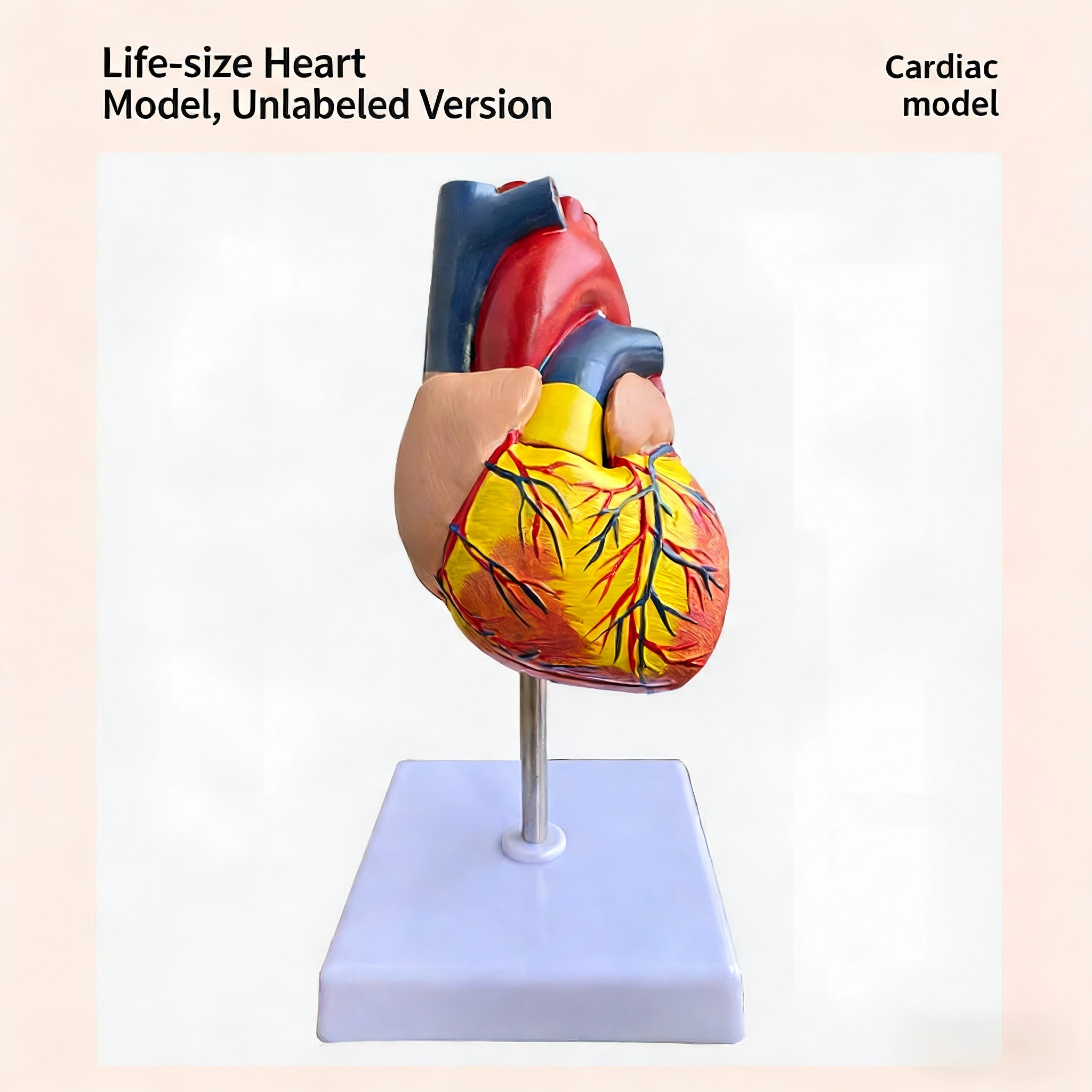 Modelo de corazón humano de tamaño natural - Versión sin etiqueta