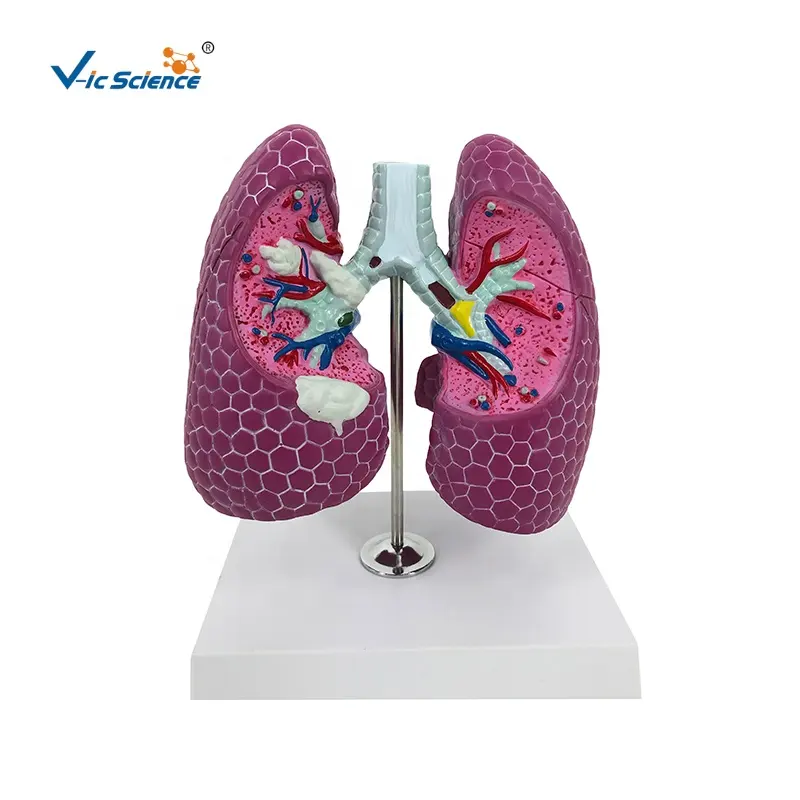 Lung Anatomy Model model of human body organs segment anatomical model lung