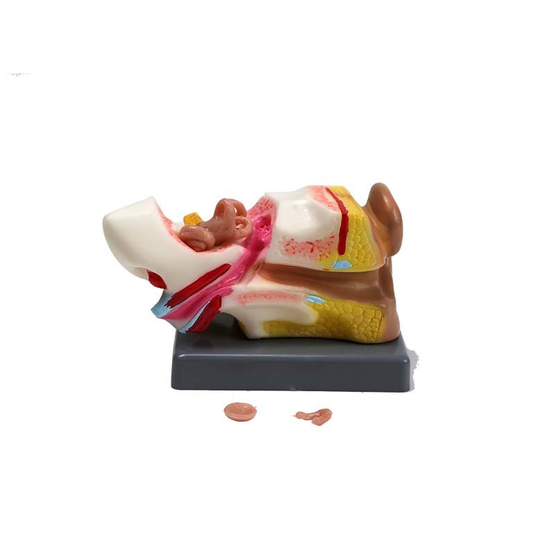 3081709 Pièce complète du modèle d'oreille