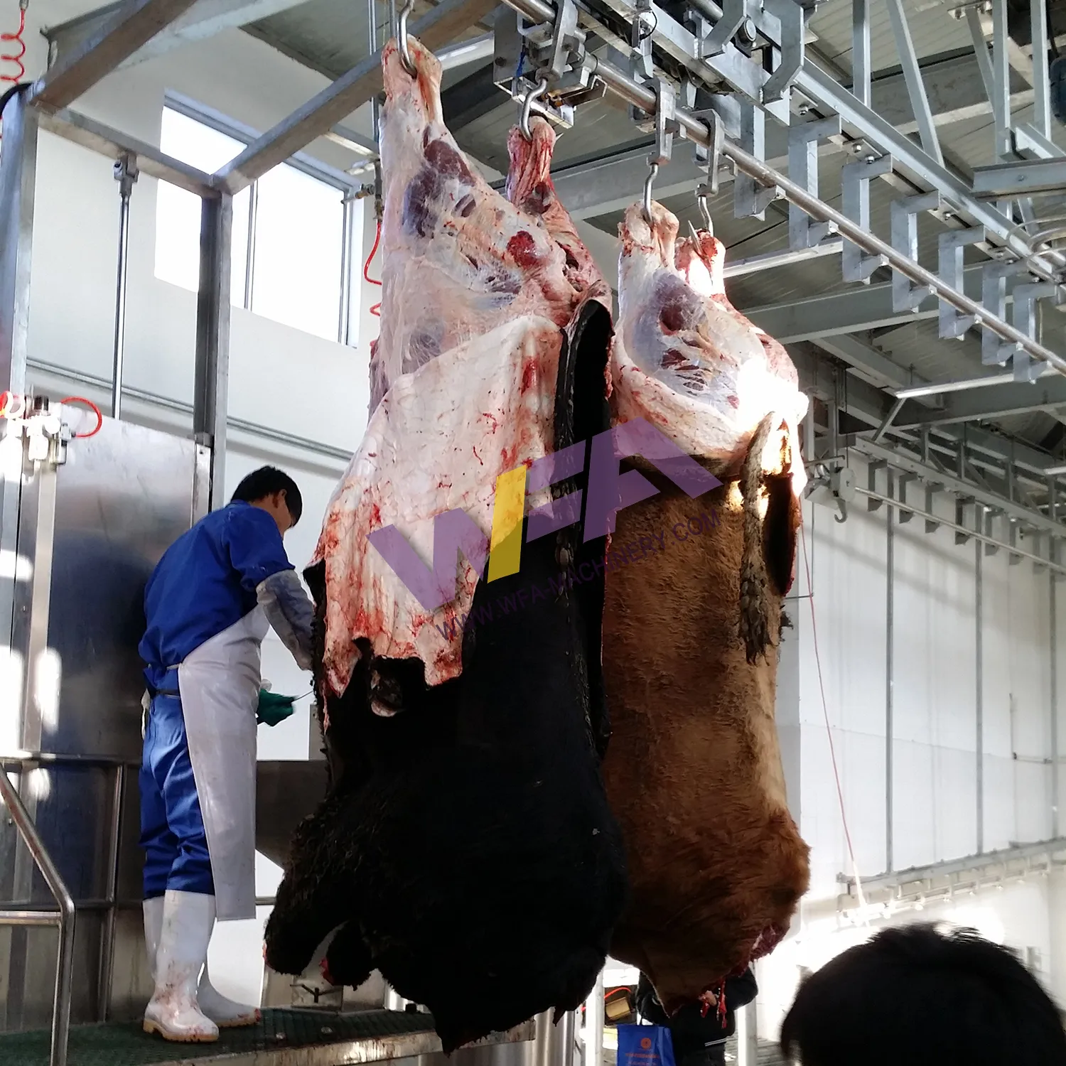 Équipement de ligne d'abattage de bétail Équipement de traitement d'abattoir de viande de boeuf avec équipement de boucher