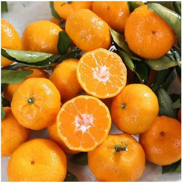 High Quality Orange Mandarin Supplier Bulk Fresh Mandarin Orange Mandarin Price fruit for wholesale
