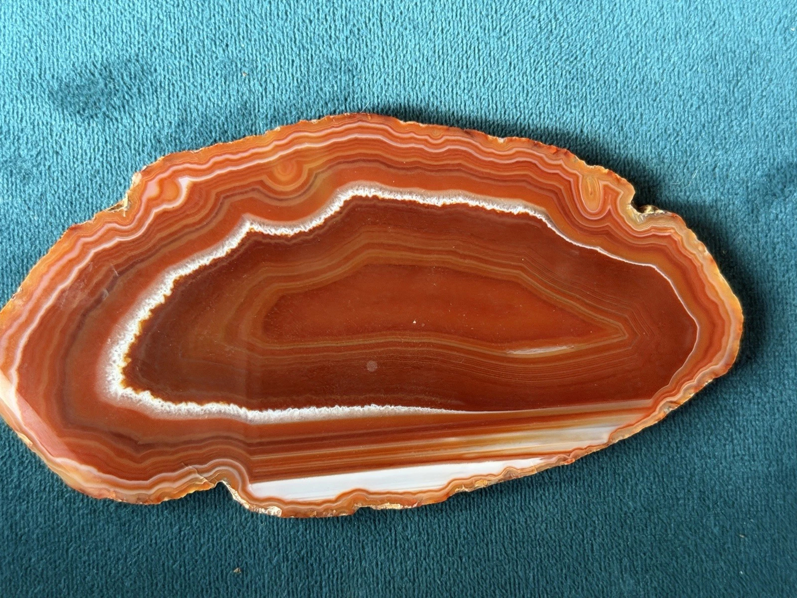 Septarian Slab