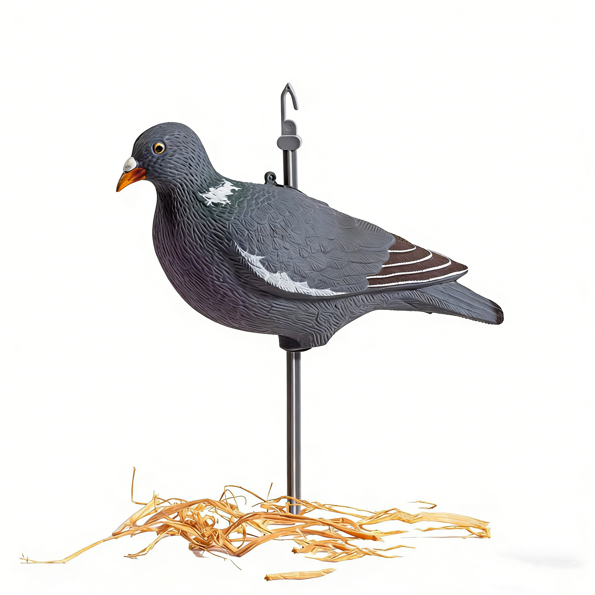 pigeon