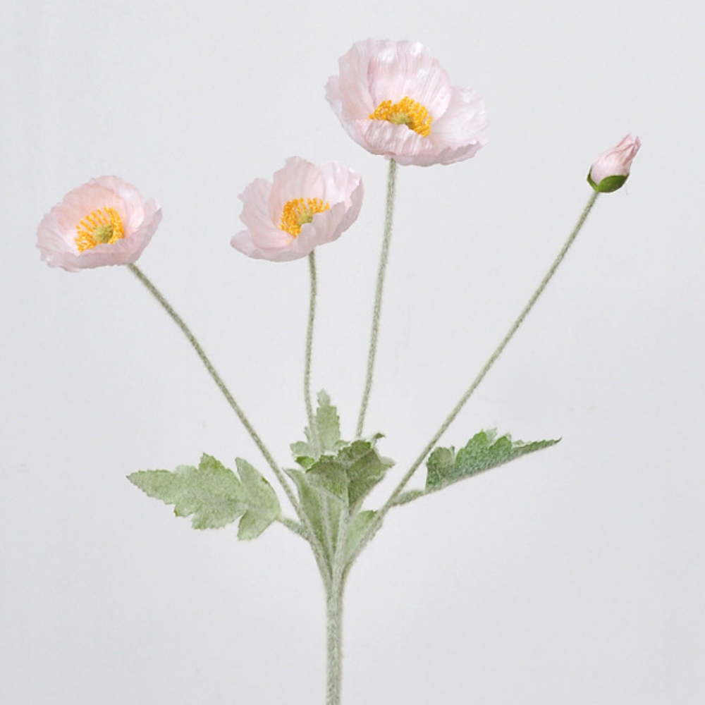 rosa hielo