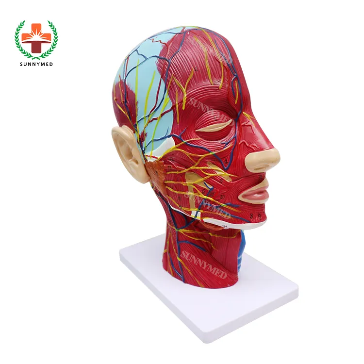 SUNNYMED SY-N027 Stock Prêt Anatomie Modèle de Formation Médicale Humaine Demi-Tête Navires Neurovasculaire Modèle