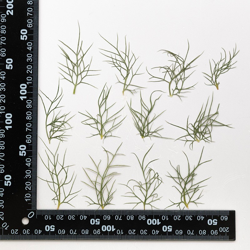 MH715 Love in a mist leaf Natural green