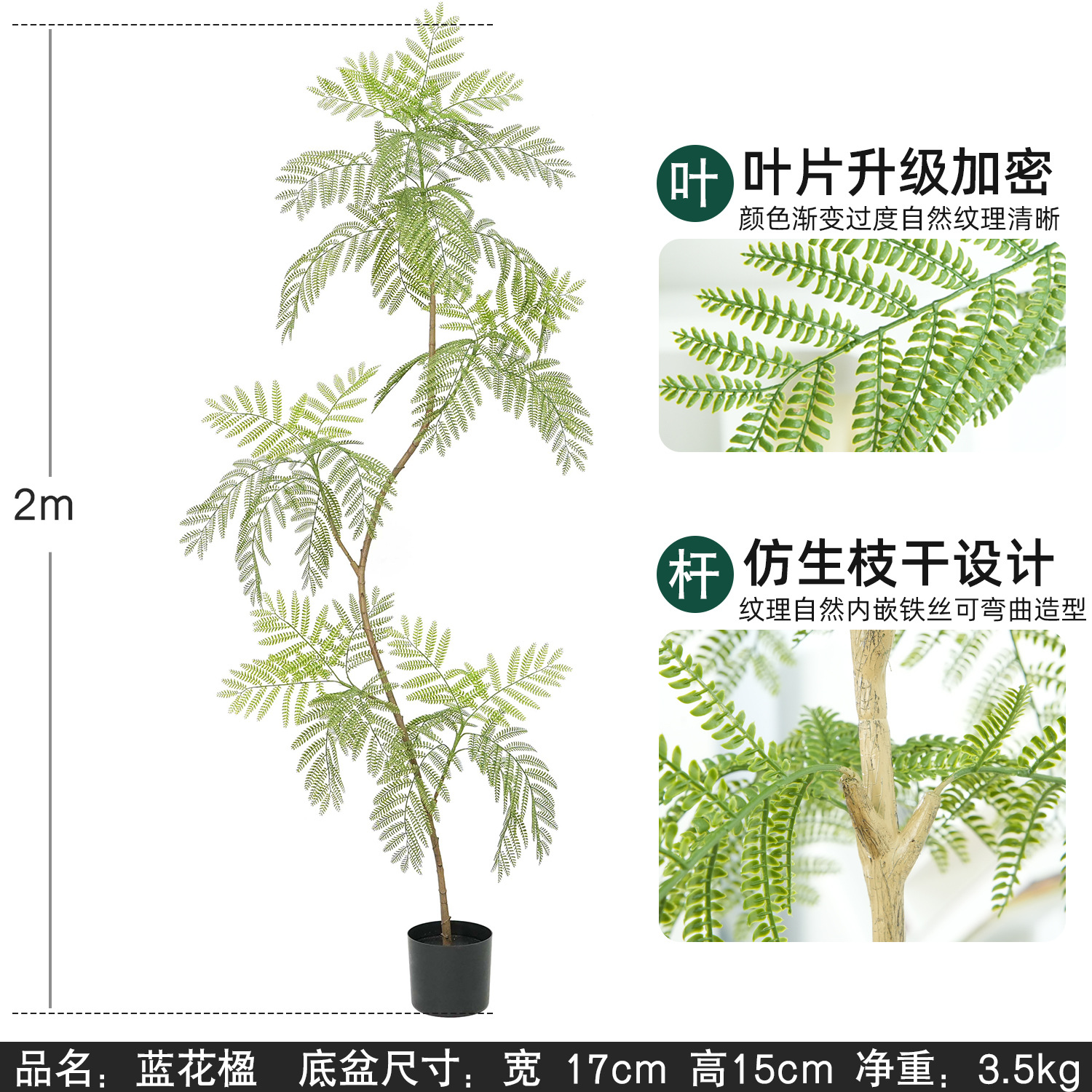 jacaranda 200 cm