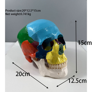Medical Teaching Simulation <strong>Human</strong> Skeleton Model <strong>3</strong> Parts Color Skull a