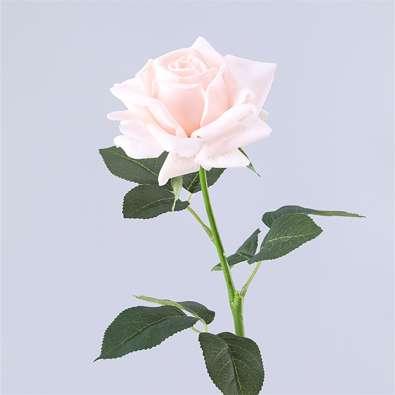 Rosa burro