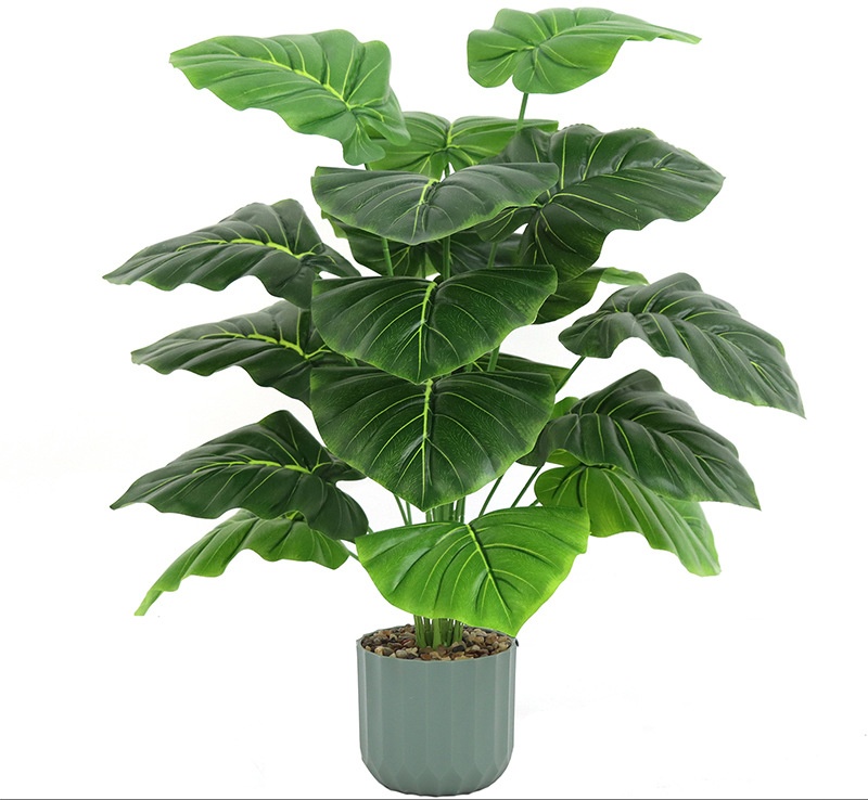 Plantes vertes 4