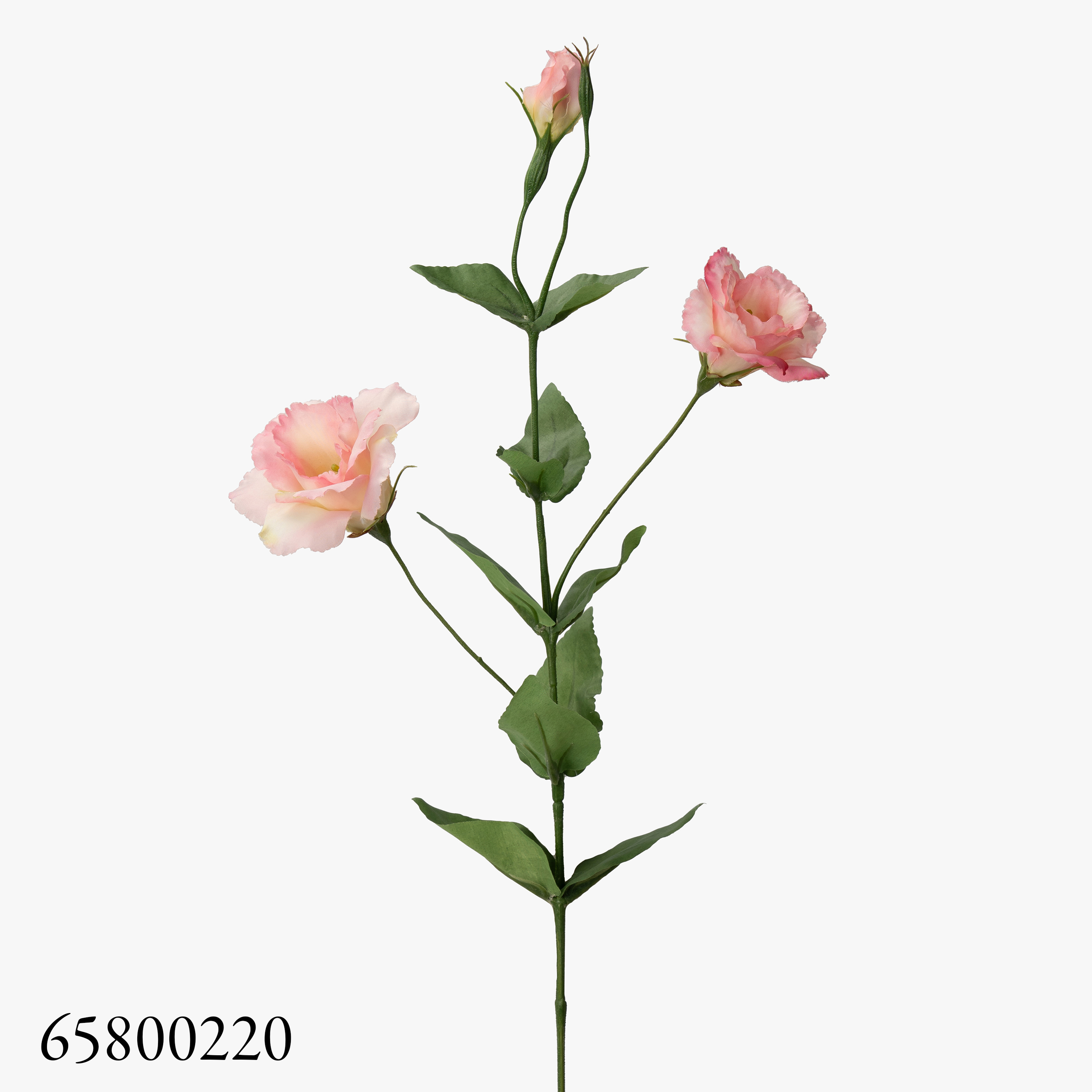 rose220