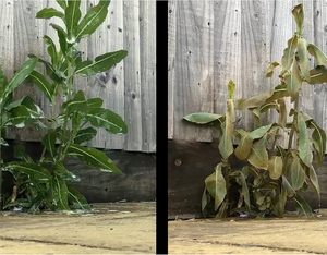 低表面张力表面活性剂有机硅佐剂润湿喷雾佐剂表面活性剂聚醚改性 - Product Image 6