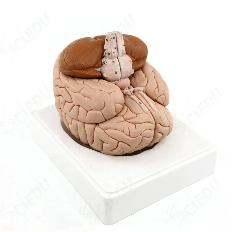 Modelo de cerebro avanzado médico, modelo de cerebro de Anatomía Humana, modelo anatómico de cerebro de ciencia médica de plástico