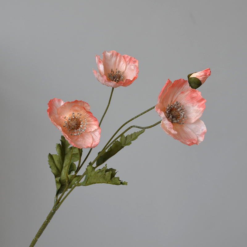 Corail Rose