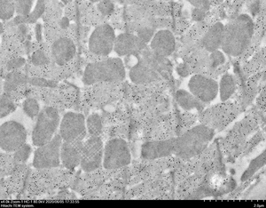 Labor reagenz IEM Spezielle Fixier lösung Chemische Reagenzien Produkt - Product Image 5
