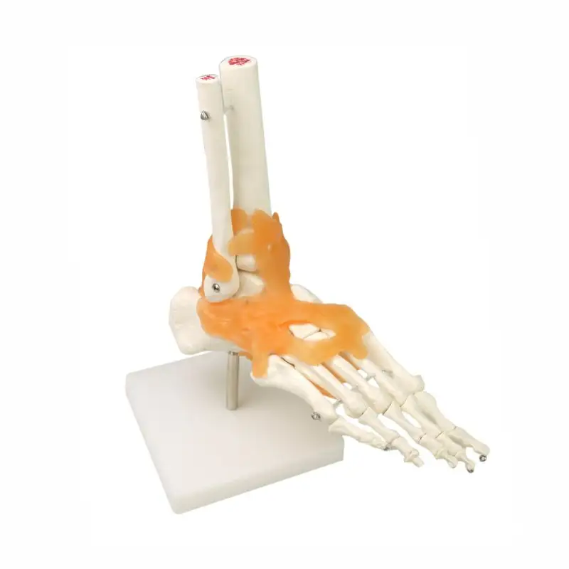 التشريحية الإنسان مفصل القدم قالب هيكل عظمي مع الرباط ، بولي كلوريد الفينيل نموذج العظام