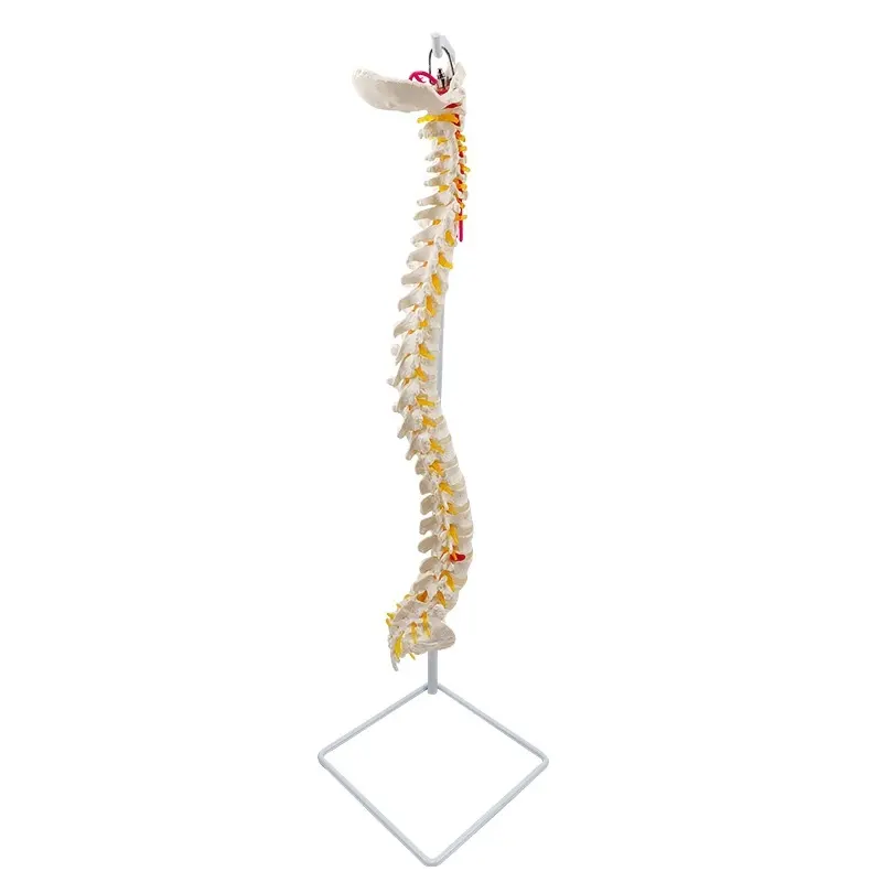 Modelo anatomico desmontable para enseñanza médica, esqueleto de columna vertebral, modelo para enseñanza médica