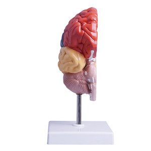 Anatomie der menschlichen Knochen Funktions bereich der rechten Hemisphäre Modell der Gehirn anatomie Medizinische Lehre Gehirn modell Farbe