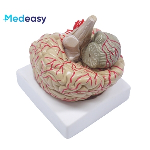 Modello di insegnamento della struttura dell'organo umano del modello di anatomia del cervello umano, il cervelletto può essere smontato - Product Image 3