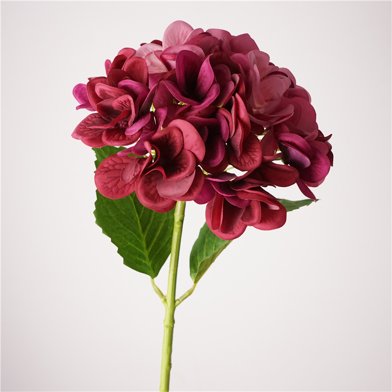 Soft hydrangea-rose red