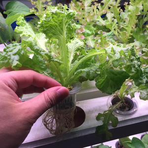 White and Black <strong>Net</strong> <strong>Mesh</strong> <strong>Pots</strong> Hydroponic <strong>Net</strong> Plastic Plant <strong>Pot</strong> - Product Image 4