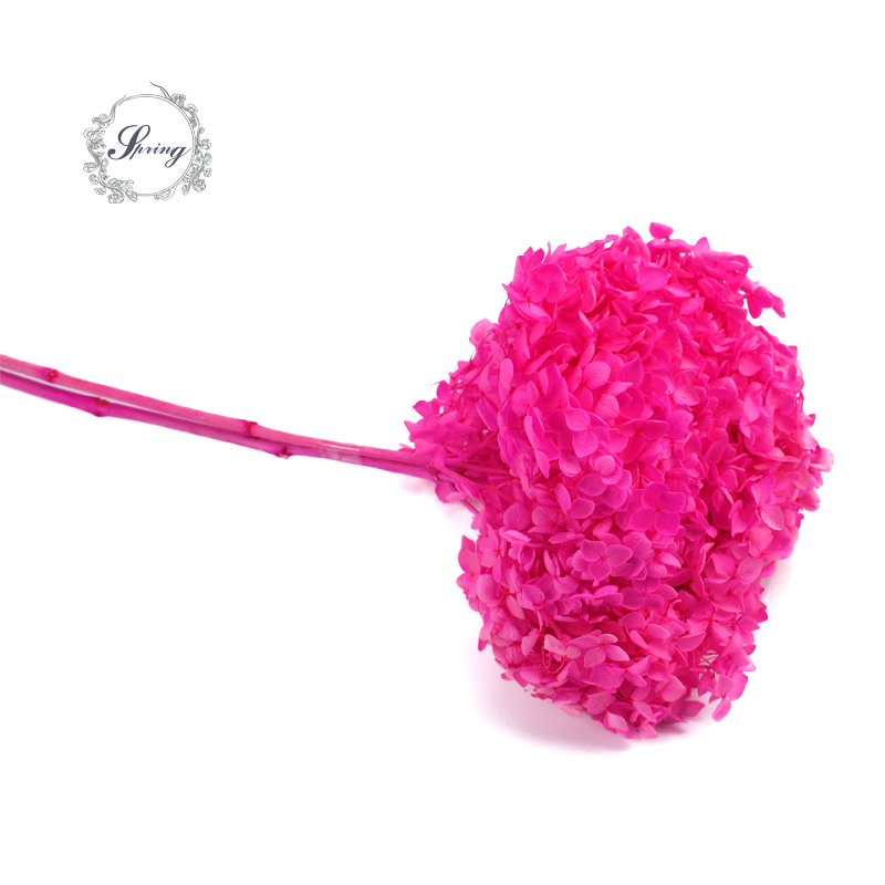 rosa caldo