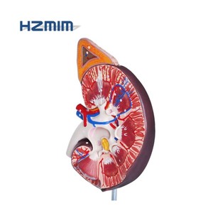 Plastic Kidney Anatomical Model、Human Kidney Model