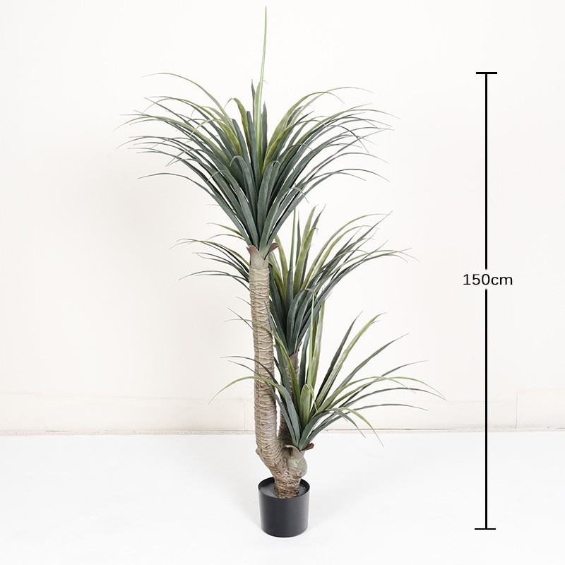 150 cm, arbre à sang de dragon à 3 têtes, 120 feuilles