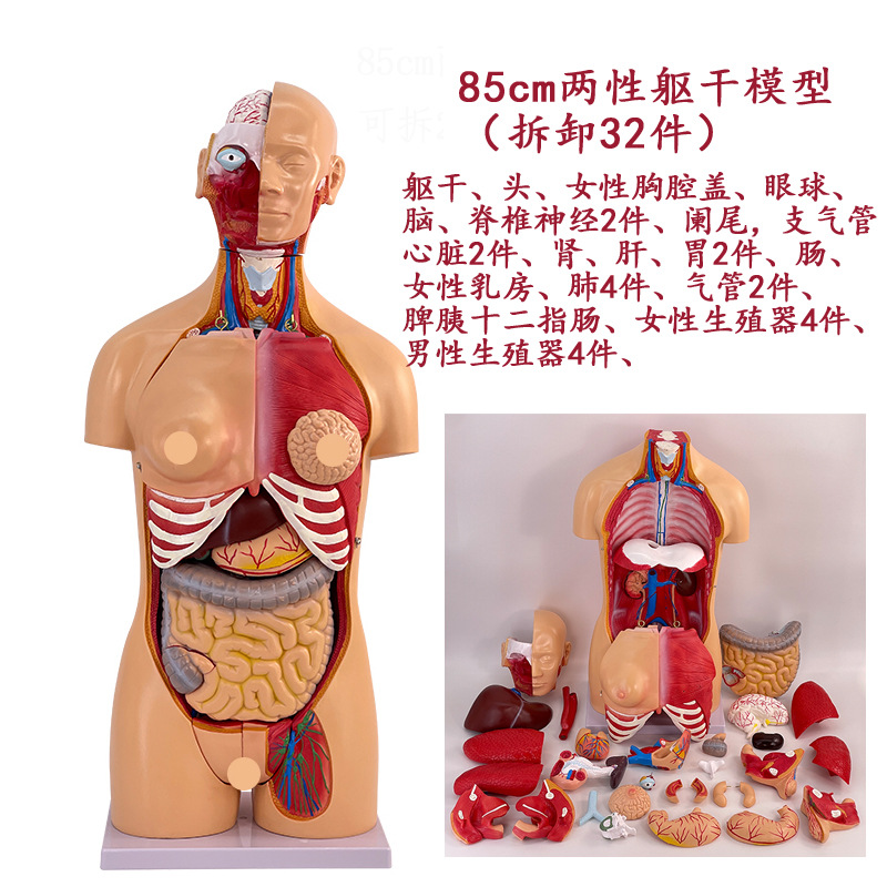 Torso hermaphrodite de 85 cm avec 32 pièces détachables