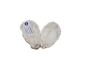MakeWell Factory Oyster Shape <strong>Shell</strong> Decorative Dish Simulation Decoration Pieces Hot Ceramic Resin Device Ocean Style - Product Image 5