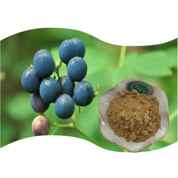 Campione gratuito per uso alimentare Caulophyllum Thalictroides/estratto di radice di Cohosh blu 10:1 estratto di Cohosh