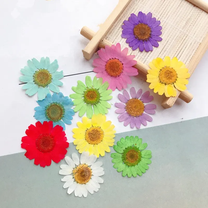 Wholesale Dry pressed flower pressed Chamomile dried pressed daisy for DIY Phone Case Nail Art Jewelry Postcard decoration