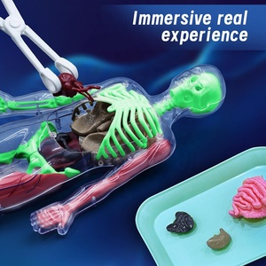 STEM Biological Teaching Human Body Skeleton Organ Anatomy <strong>Model</strong> DIY Assembly Torso Organ Science <strong>Kit</strong> With Glow in the Dark Bone - Product Image 4