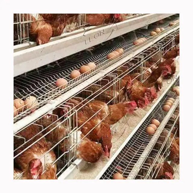 Équipement de cages à poulets de couche de type A de gamme libre de haute qualité pour la construction de bâtiments de ferme de poulet