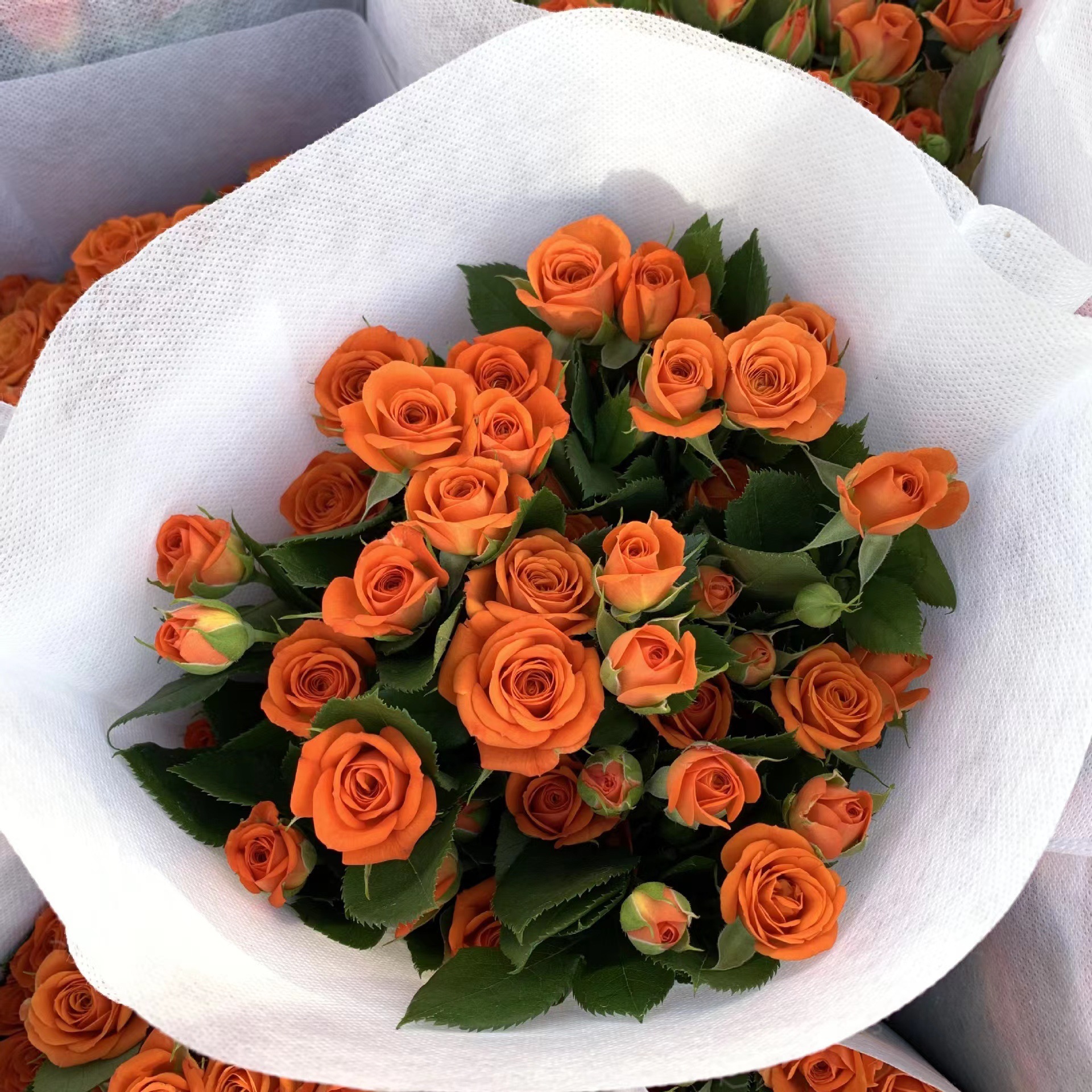 Orange barbie long rose-10 sticks
