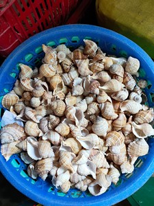 磨かれた天然巻き貝の殻DIY装飾用の大きなカタツムリ海のカタツムリ