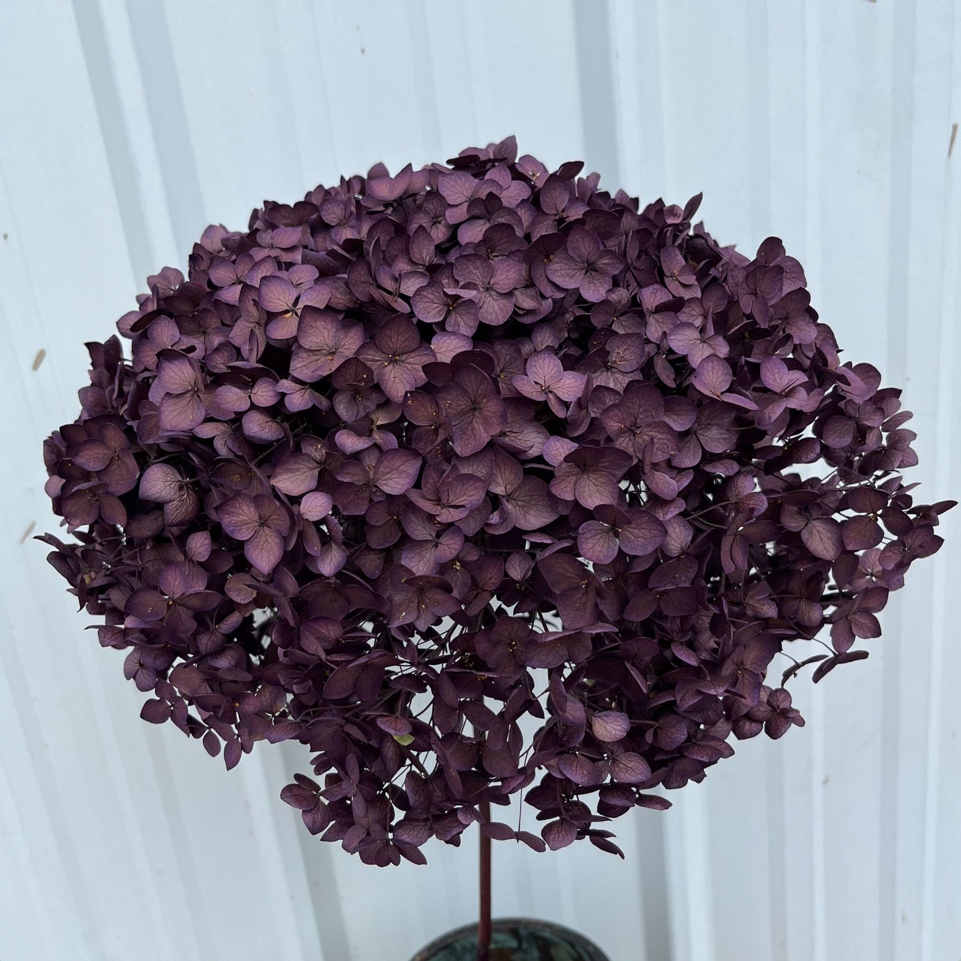 Pourpre