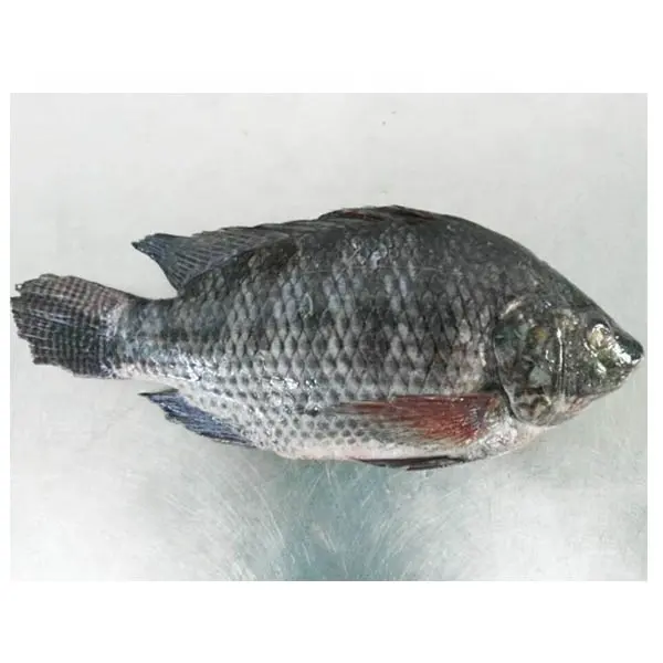 China Cultivo de peces Ronda entera China Tilapia negra congelada al por mayor