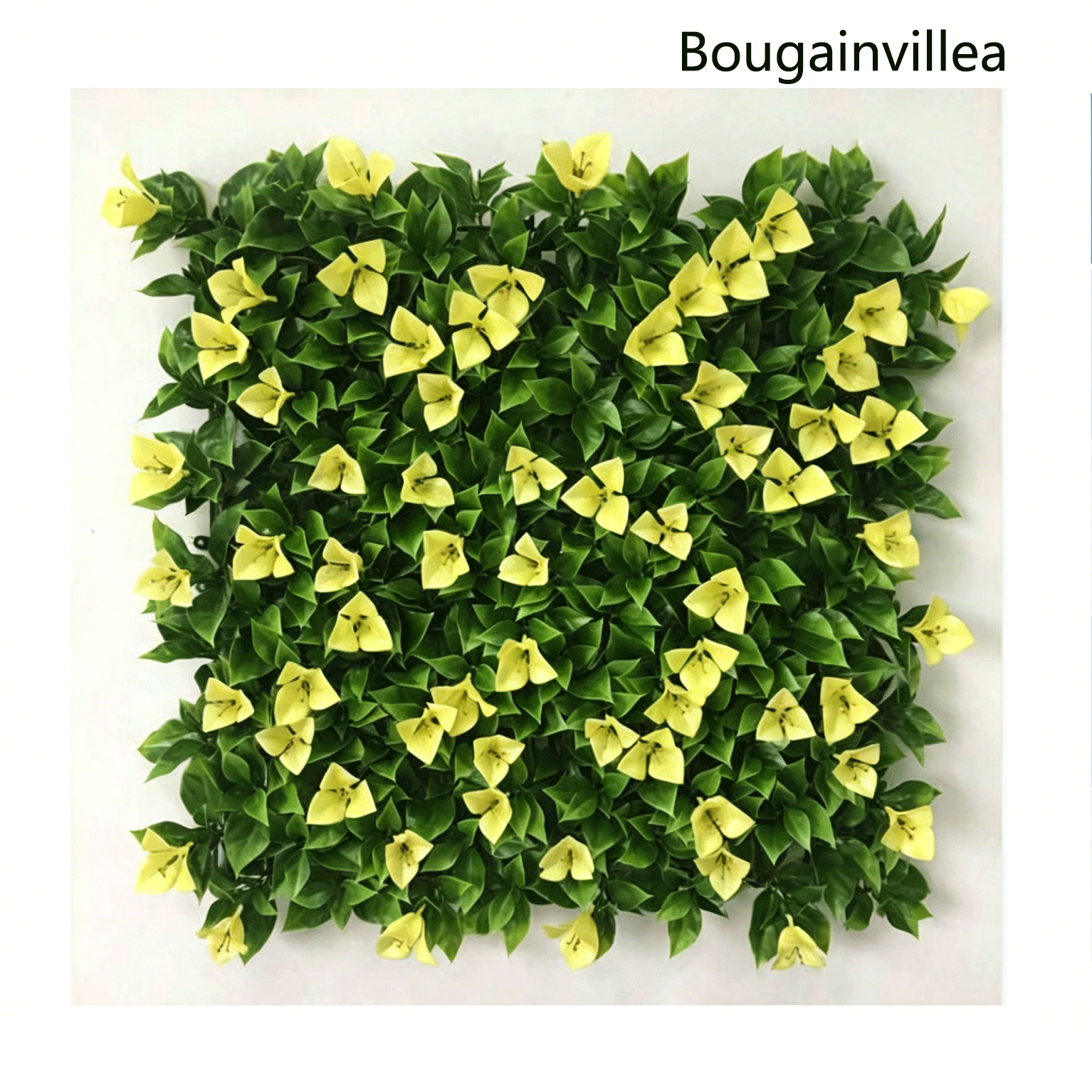 Bougainvillier jaune
